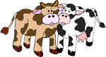 Cows