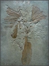 Archaeopteryx