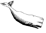 Whale
