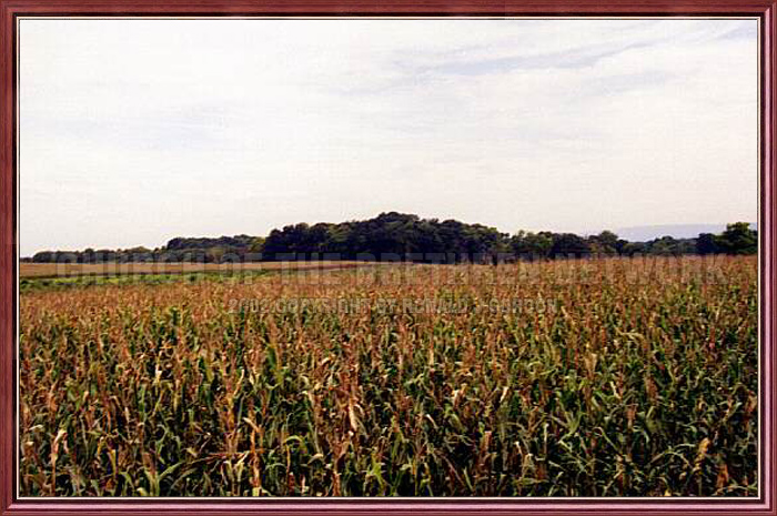 Antietam : NORTH WOODS & MILLER CORNFIELD