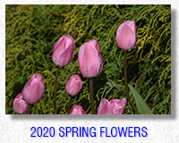 2020 Spring Flowers